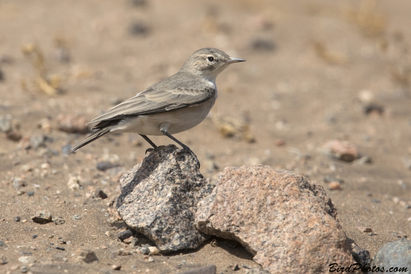 Greyish Miner