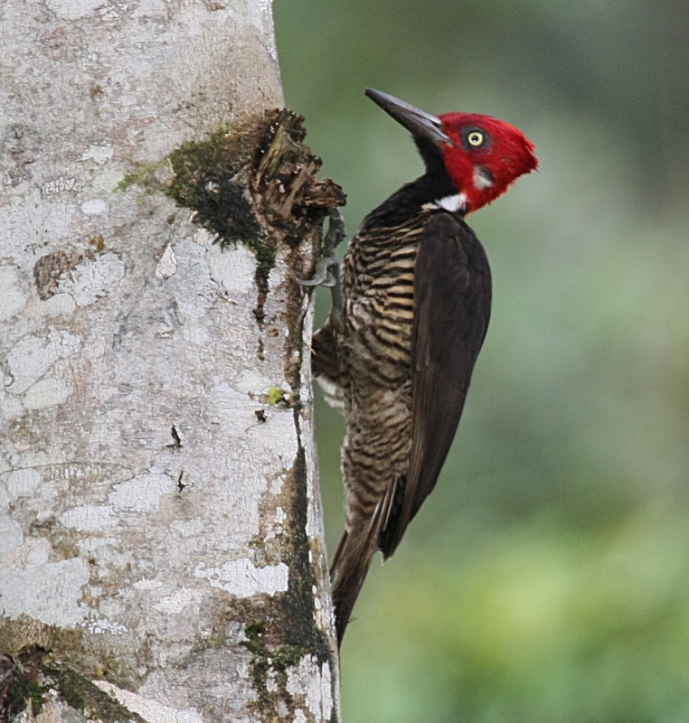 Guayaquil Woodpecker