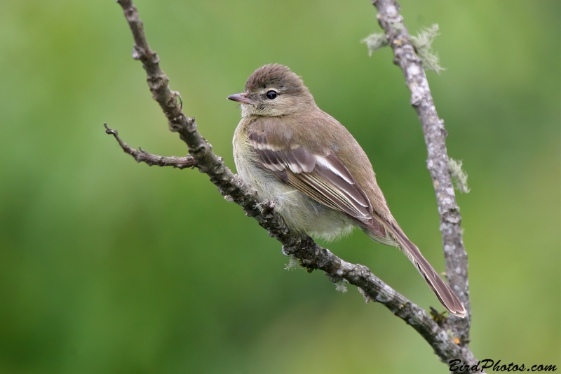 Highland Elaenia