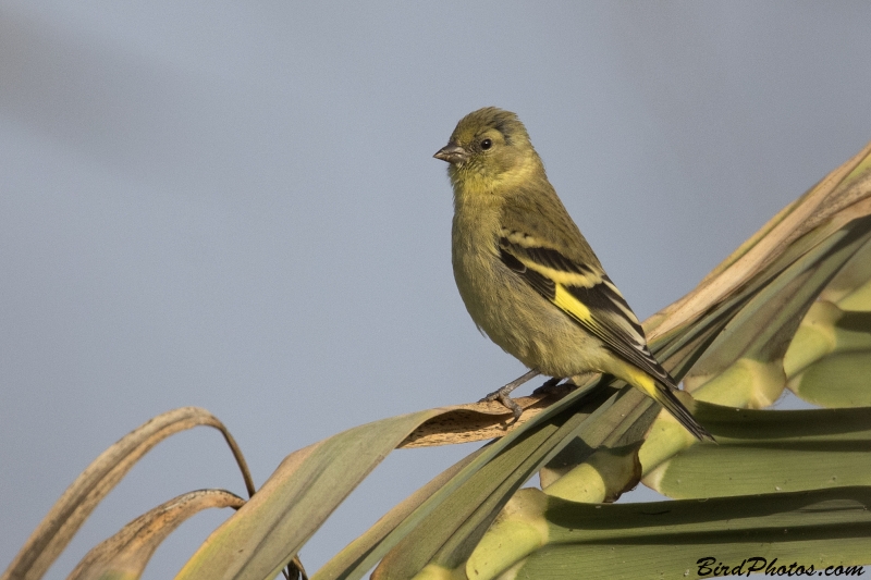 Hooded Siskin