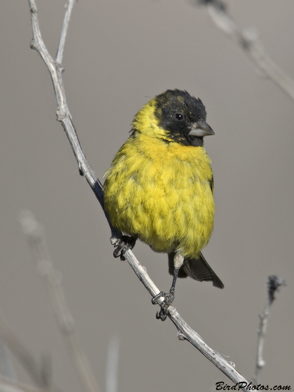 Hooded Siskin