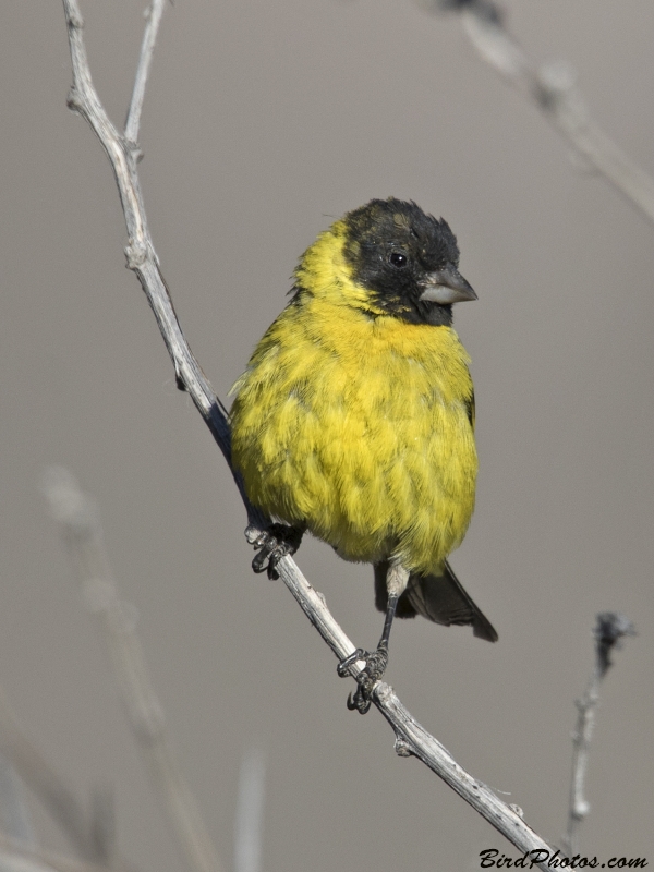 Hooded Siskin