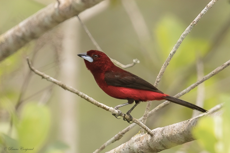 Huallaga Tanager