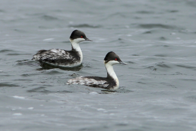 Junin Grebe