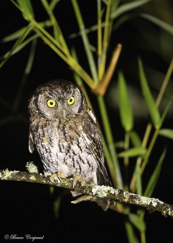 Koepcke's Screech Owl