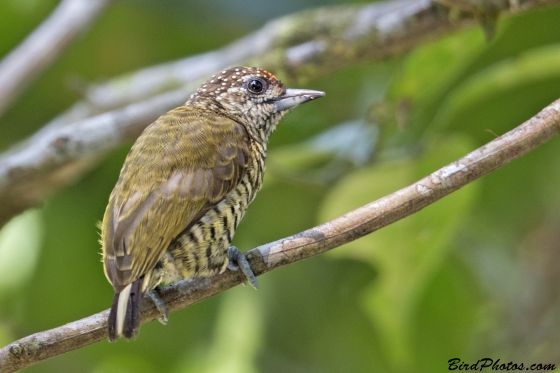 Lafresnaye's Piculet