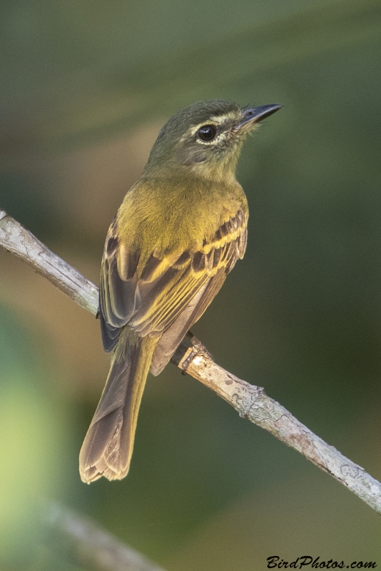 Large-headed Flatbill