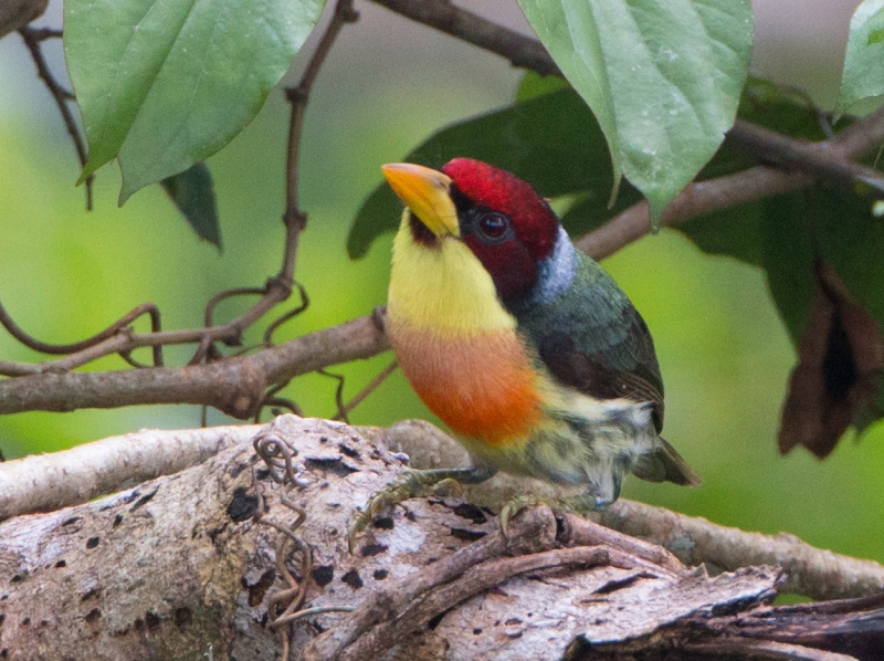 Lemon-throated Barbet