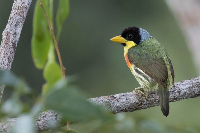 Lemon-throated Barbet