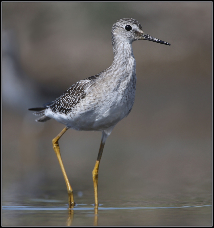 Lesser Yellowlegs