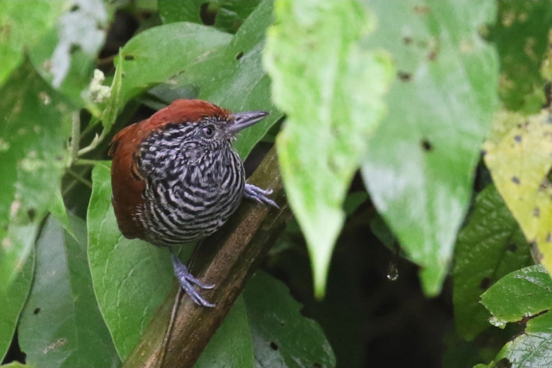 Lined Antshrike