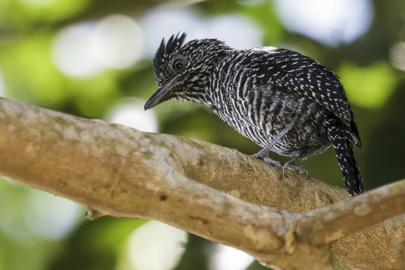 Lined Antshrike