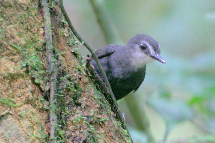 Lunulated Antbird