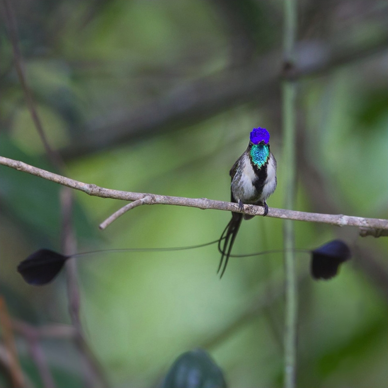 Marvelous Spatuletail