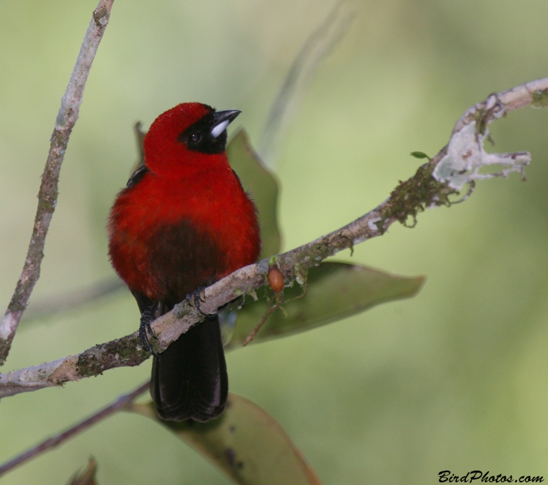 Masked Crimson Tanager