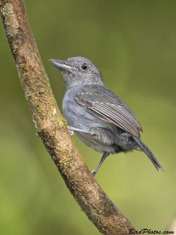 Mouse-colored Antshrike