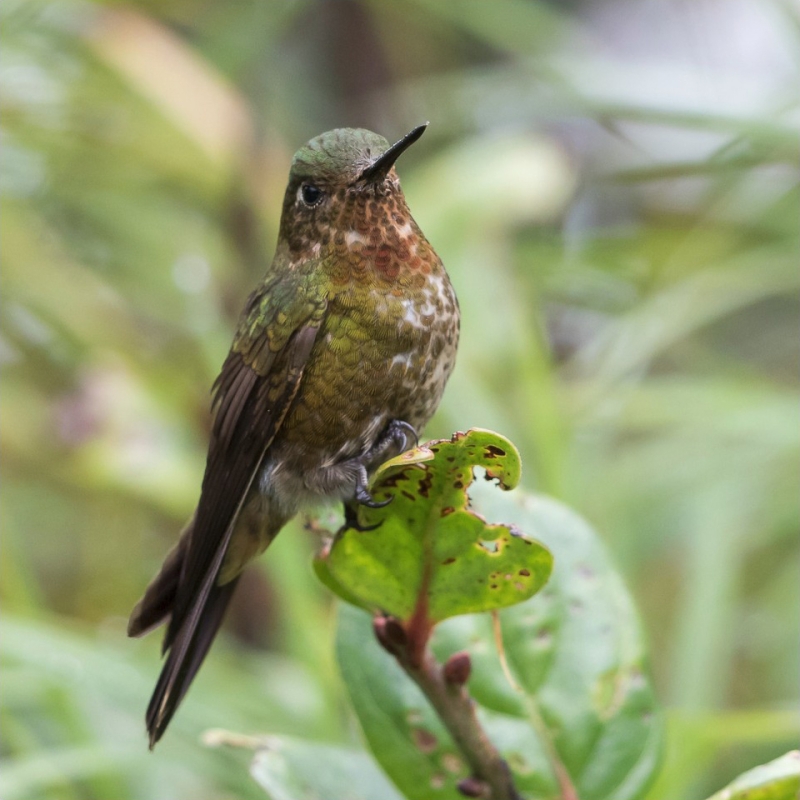 Neblina Metaltail