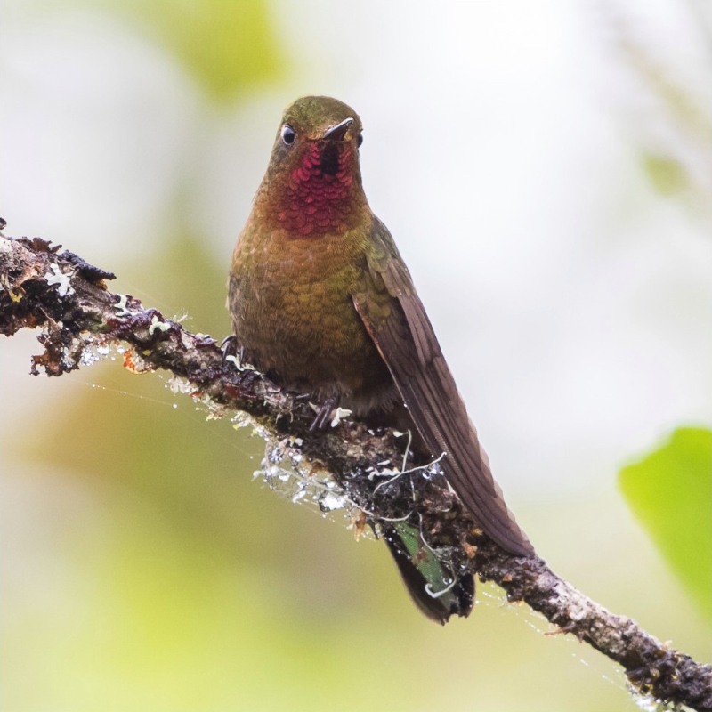 Neblina Metaltail