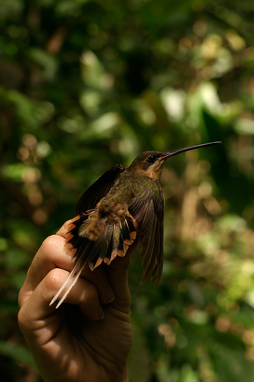 Needle-billed Hermit