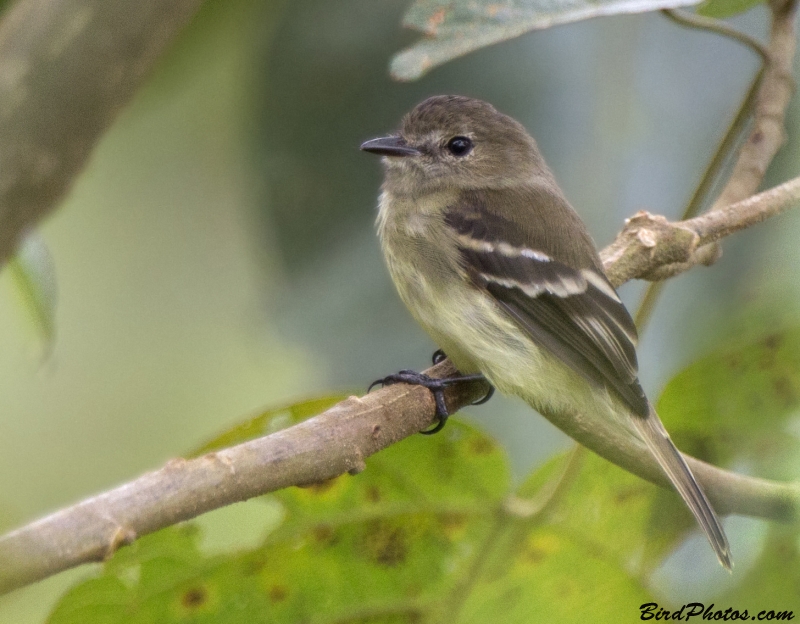 Olive-chested Flycatcher