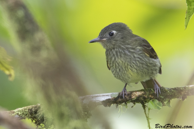 Olive-striped Flycatcher