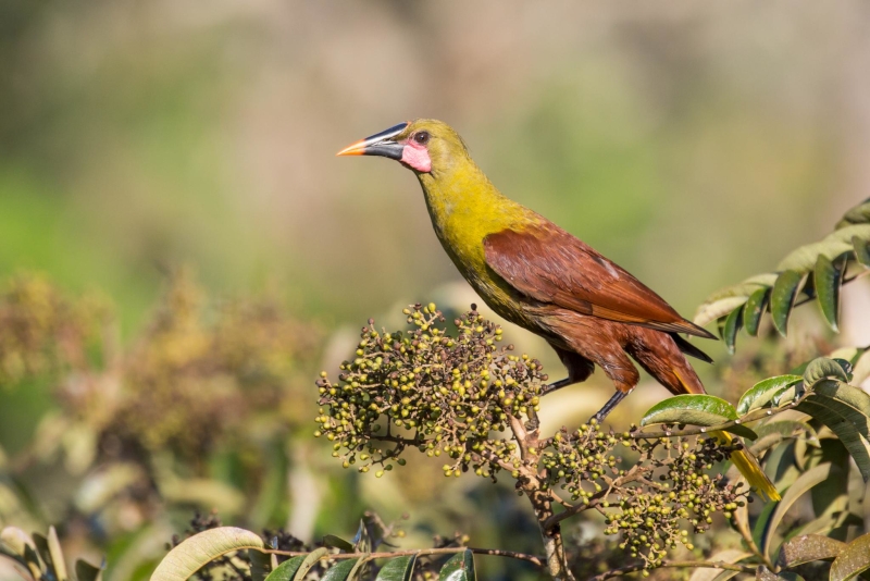 Olive Oropendola