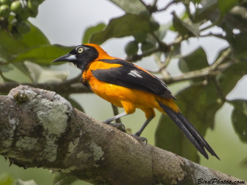 Orange-backed Troupial