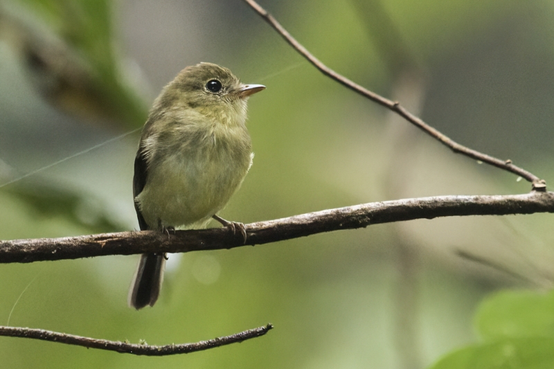 Orange-crested Flycatcher