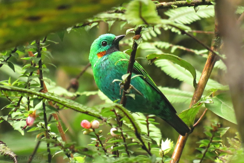 Orange-eared Tanager