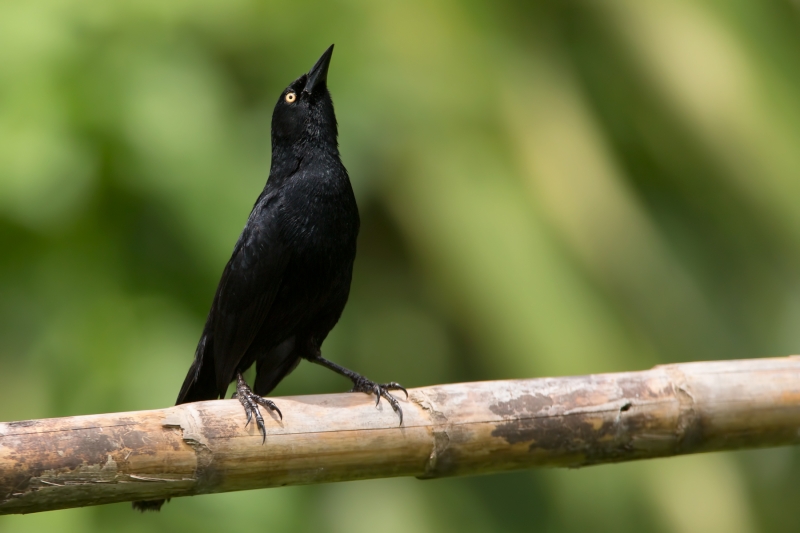 Pale-eyed Blackbird