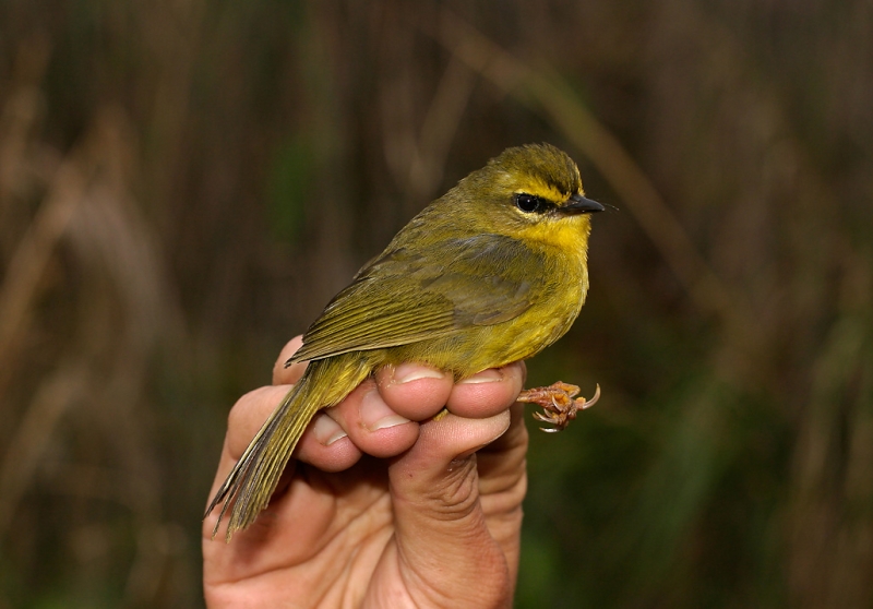 Pale-legged Warbler