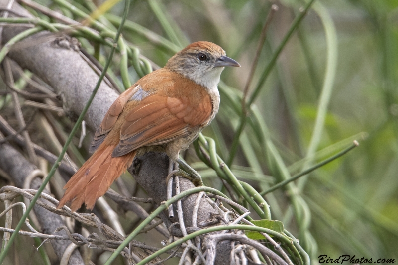 Parker's Spinetail