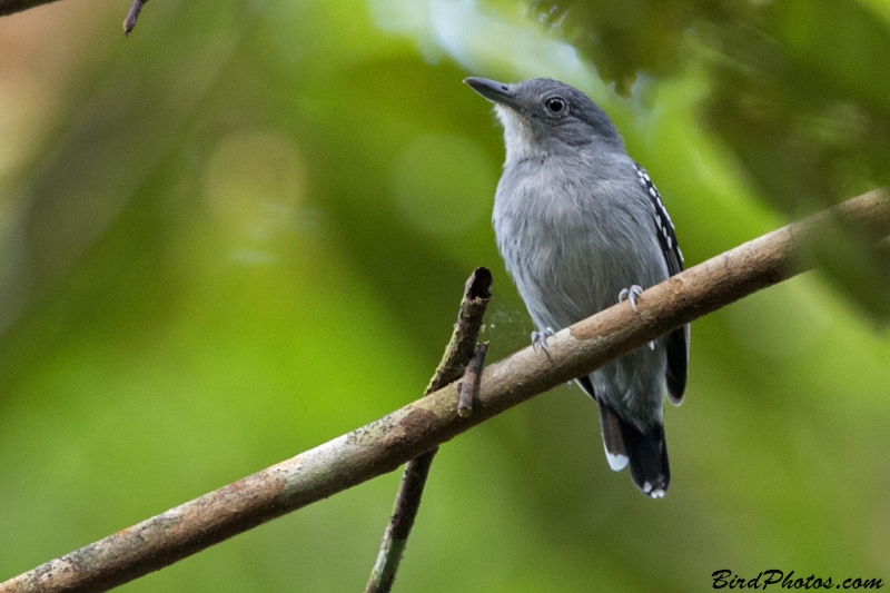 Pearly Antshrike