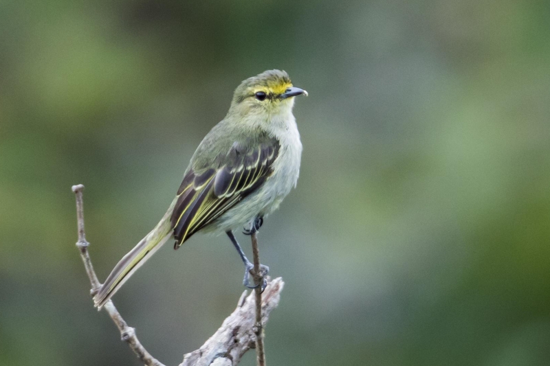 Peruvian Tyrannulet