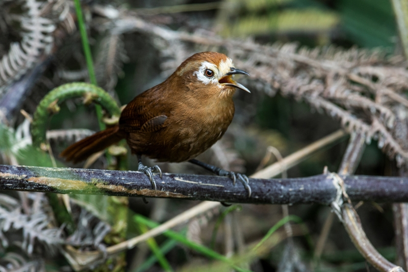 Peruvian Wren