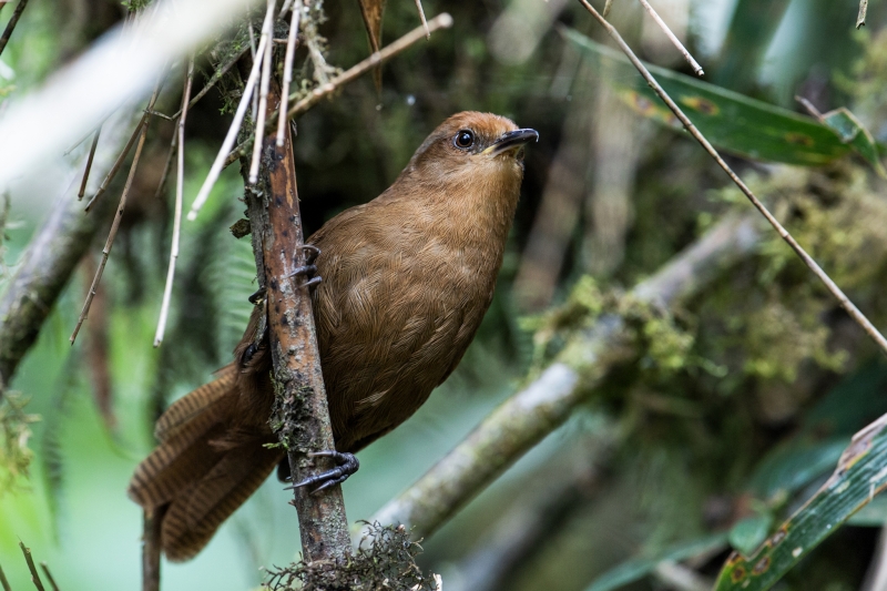 Peruvian Wren