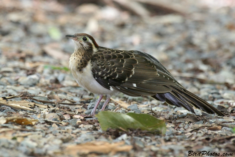 Pheasant Cuckoo