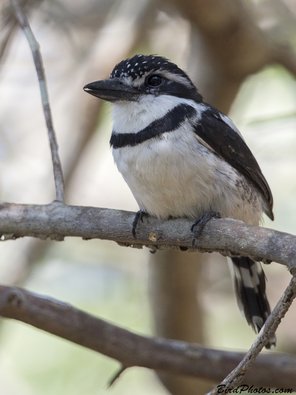 Pied Puffbird