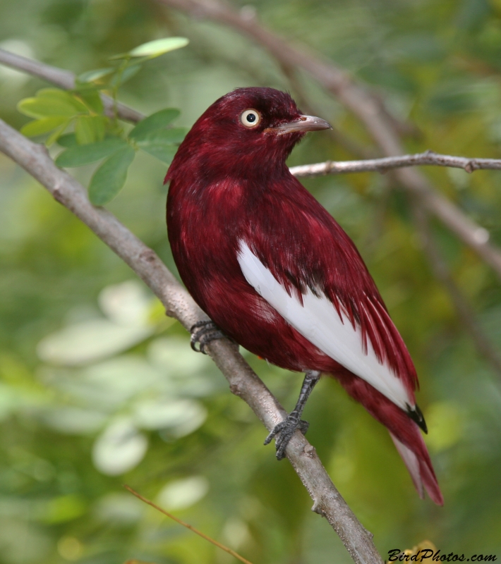 Pompadour Cotinga