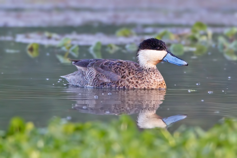 Puna Teal