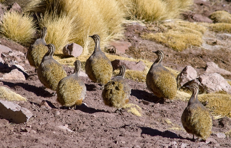 Puna Tinamou