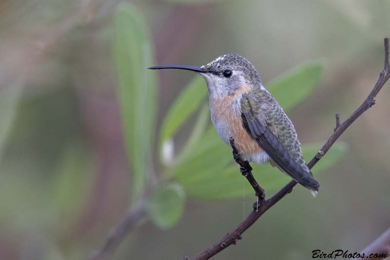 Purple-collared Woodstar