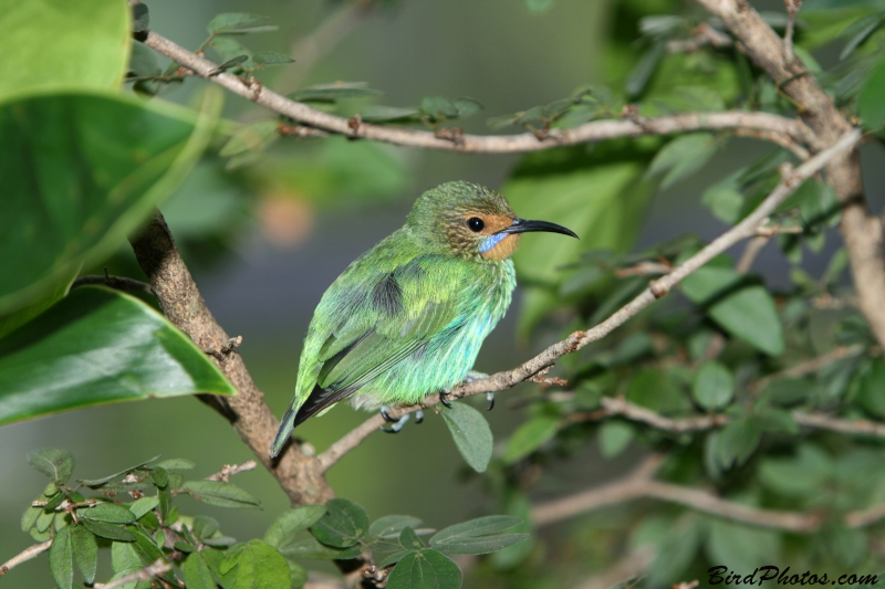 Purple Honeycreeper