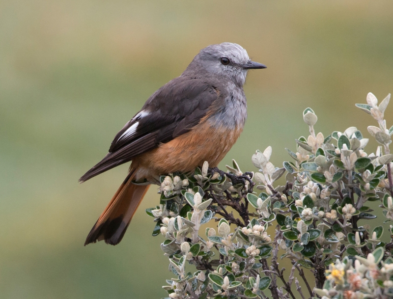 Red-rumped Bush Tyrant