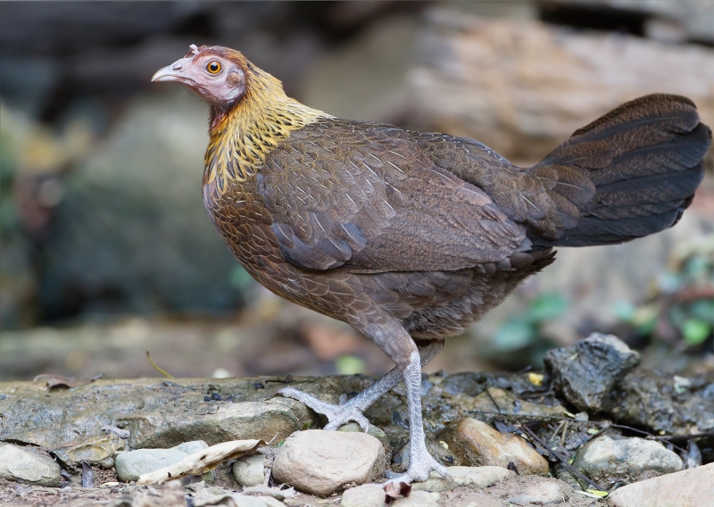 Red Junglefowl