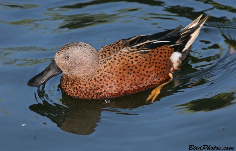 Red Shoveler