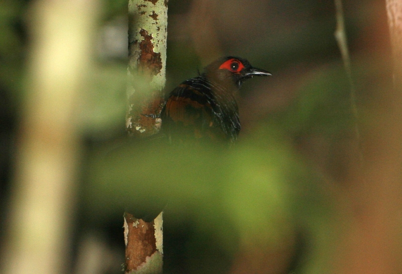 Reddish-winged Bare-eye