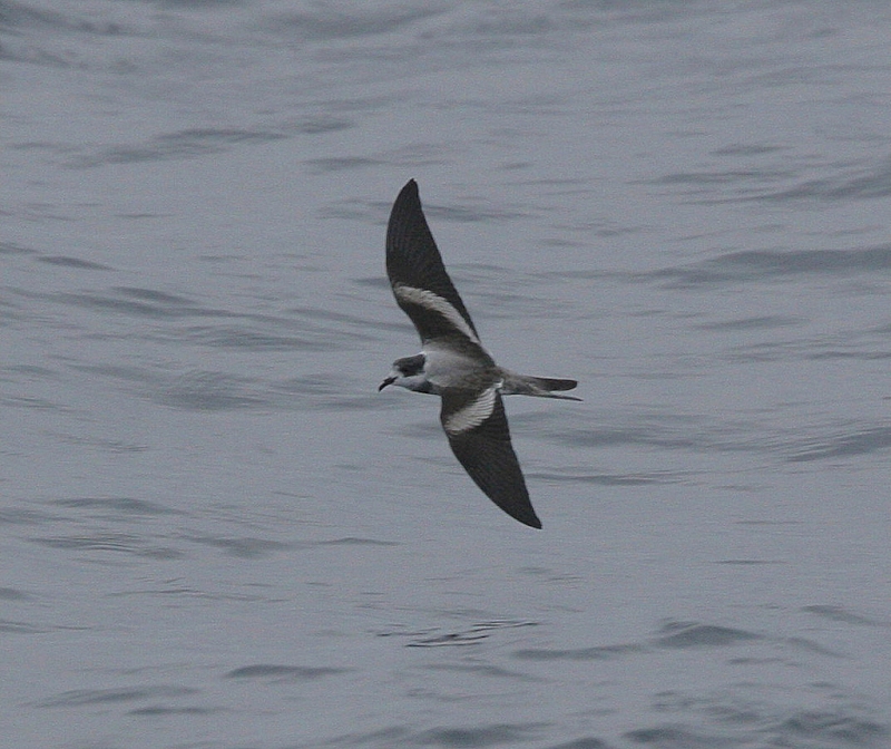 Ringed Storm Petrel