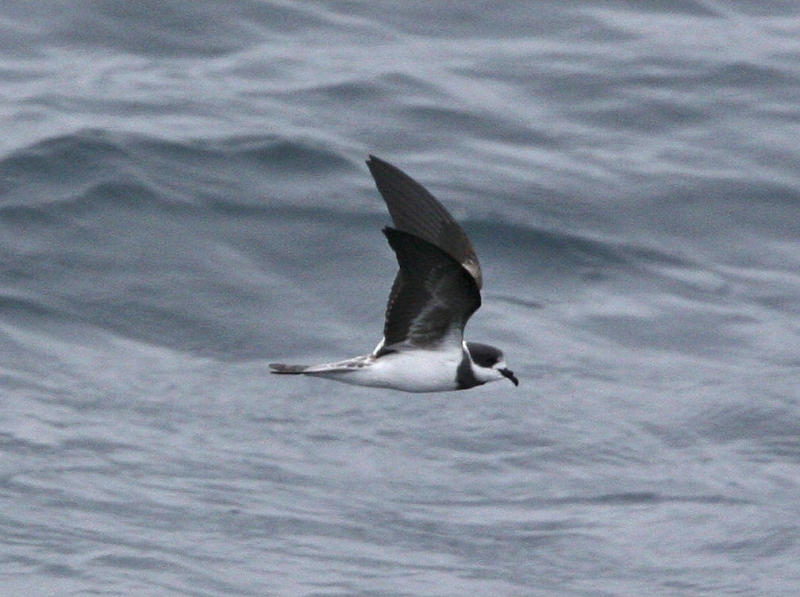 Ringed Storm Petrel