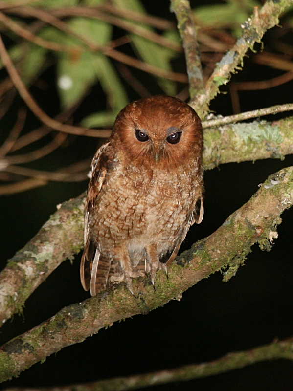 Rufescent Screech Owl